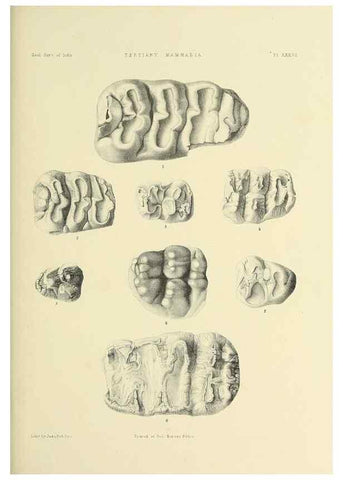 Reproducción/Reproduction 49498476246: Indian Tertiary and post Tertiary Vertebrata.. Calcutta :Geological Survey Office [etc., etc.],1874-1902.. 