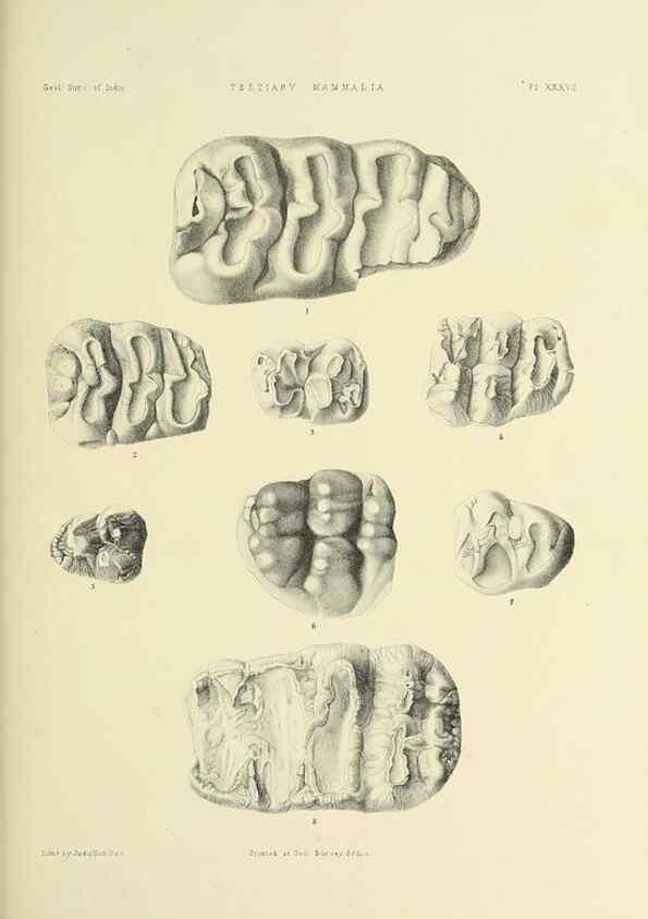 Reproducción/Reproduction 49498476246: Indian Tertiary and post Tertiary Vertebrata.. Calcutta :Geological Survey Office [etc., etc.],1874-1902.. 
