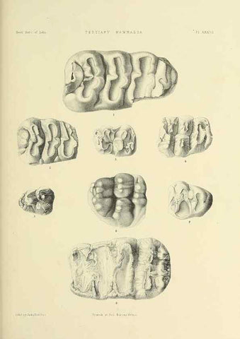 Reproducción/Reproduction 49498476246: Indian Tertiary and post Tertiary Vertebrata.. Calcutta :Geological Survey Office [etc., etc.],1874-1902.. 
