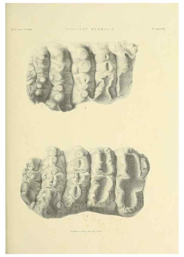 Reproducción/Reproduction 49497980508: Indian Tertiary and post Tertiary Vertebrata.. Calcutta :Geological Survey Office [etc., etc.],1874-1902.. 