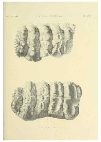 Reproducción/Reproduction 49497980508: Indian Tertiary and post Tertiary Vertebrata.. Calcutta :Geological Survey Office [etc., etc.],1874-1902.. 