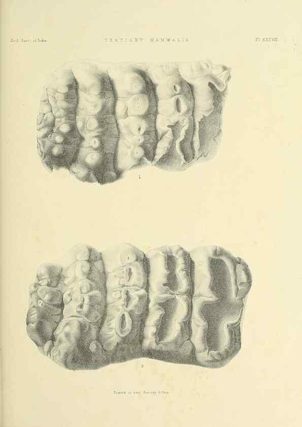 Reproducción/Reproduction 49497980508: Indian Tertiary and post Tertiary Vertebrata.. Calcutta :Geological Survey Office [etc., etc.],1874-1902.. 