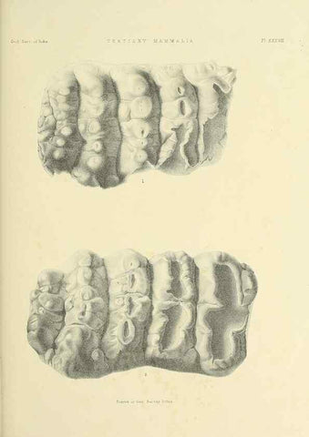 Reproducción/Reproduction 49497980508: Indian Tertiary and post Tertiary Vertebrata.. Calcutta :Geological Survey Office [etc., etc.],1874-1902.. 