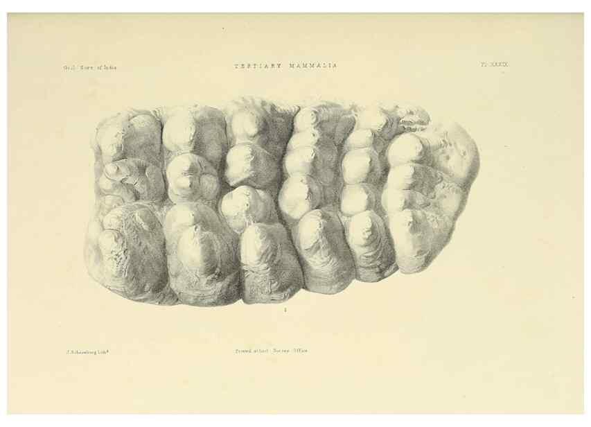 Reproducción/Reproduction 49498477031: Indian Tertiary and post Tertiary Vertebrata.. Calcutta :Geological Survey Office [etc., etc.],1874-1902.. 