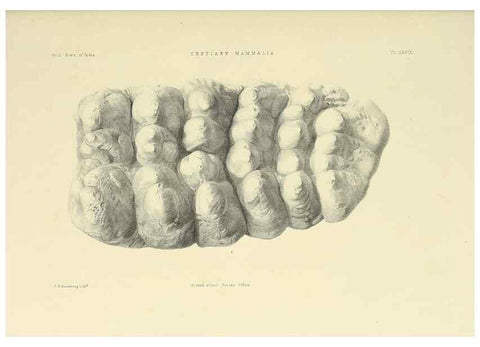 Reproducción/Reproduction 49498477031: Indian Tertiary and post Tertiary Vertebrata.. Calcutta :Geological Survey Office [etc., etc.],1874-1902.. 