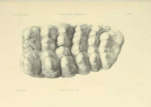 Reproducción/Reproduction 49498477031: Indian Tertiary and post Tertiary Vertebrata.. Calcutta :Geological Survey Office [etc., etc.],1874-1902.. 