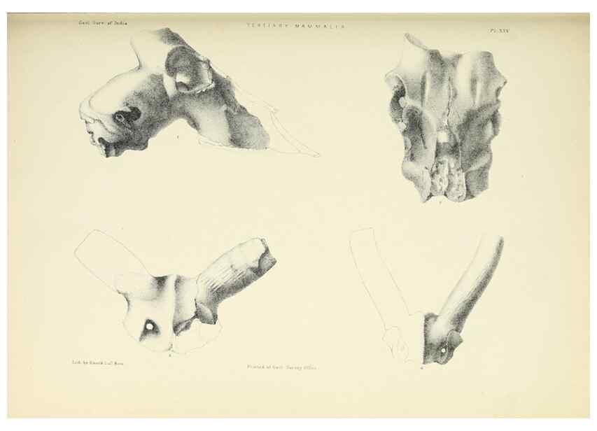 Reproducción/Reproduction 49498697837: Indian Tertiary and post Tertiary Vertebrata.. Calcutta :Geological Survey Office [etc., etc.],1874-1902.. 