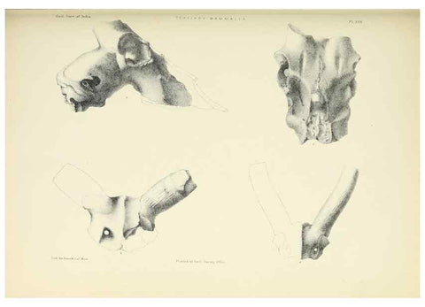 Reproducción/Reproduction 49498697837: Indian Tertiary and post Tertiary Vertebrata.. Calcutta :Geological Survey Office [etc., etc.],1874-1902.. 