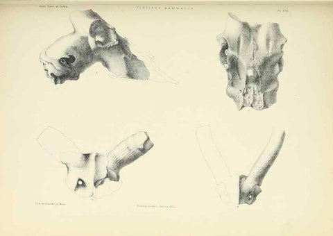 Reproducción/Reproduction 49498697837: Indian Tertiary and post Tertiary Vertebrata.. Calcutta :Geological Survey Office [etc., etc.],1874-1902.. 