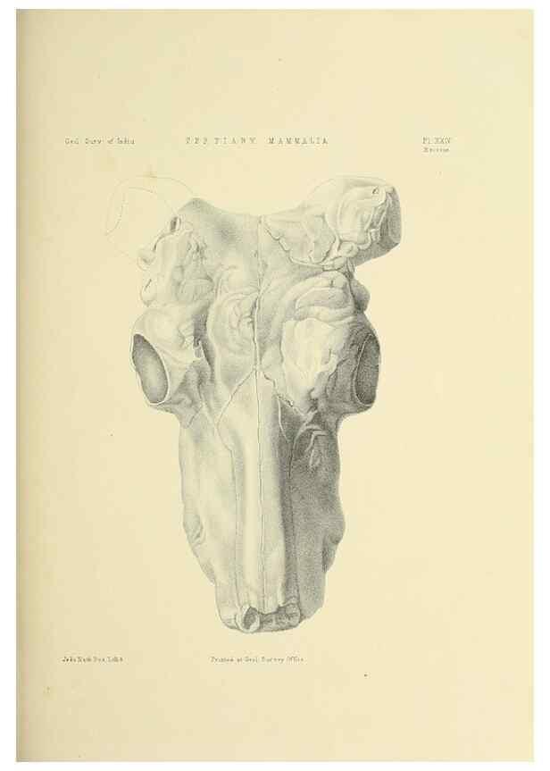 Reproducción/Reproduction 49498470741: Indian Tertiary and post Tertiary Vertebrata.. Calcutta :Geological Survey Office [etc., etc.],1874-1902.. 