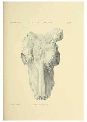 Reproducción/Reproduction 49498470741: Indian Tertiary and post Tertiary Vertebrata.. Calcutta :Geological Survey Office [etc., etc.],1874-1902.. 