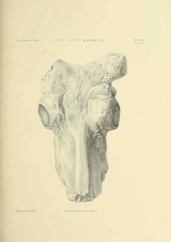 Reproducción/Reproduction 49498470741: Indian Tertiary and post Tertiary Vertebrata.. Calcutta :Geological Survey Office [etc., etc.],1874-1902.. 