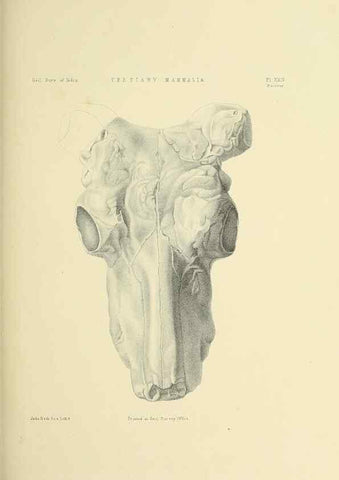Reproducción/Reproduction 49498470741: Indian Tertiary and post Tertiary Vertebrata.. Calcutta :Geological Survey Office [etc., etc.],1874-1902.. 