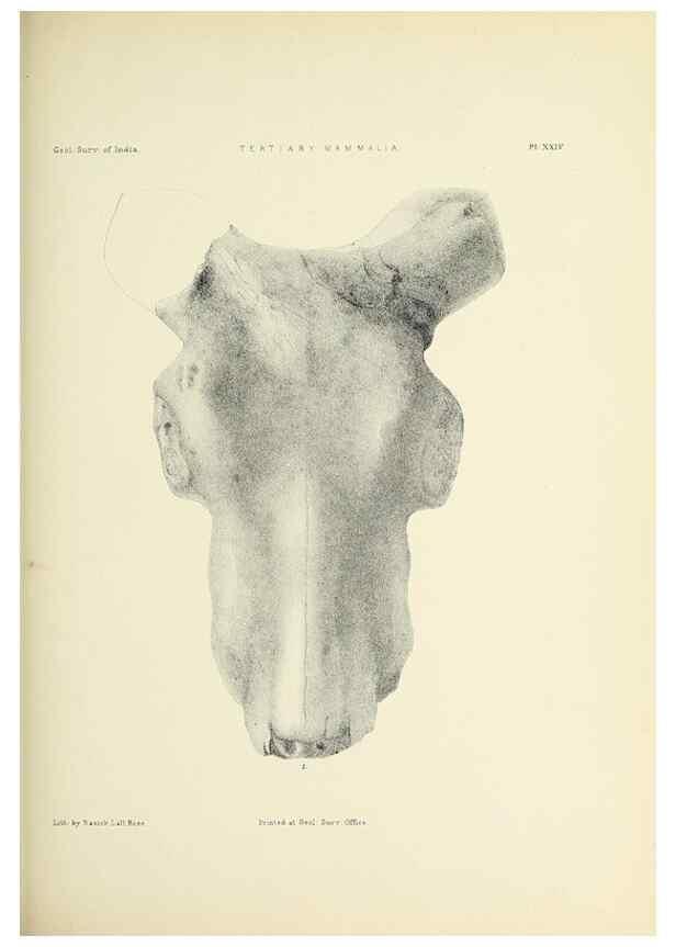 Reproducción/Reproduction 49498696807: Indian Tertiary and post Tertiary Vertebrata.. Calcutta :Geological Survey Office [etc., etc.],1874-1902.. 