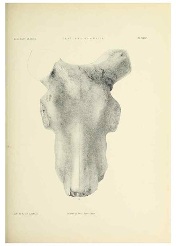 Reproducción/Reproduction 49498696807: Indian Tertiary and post Tertiary Vertebrata.. Calcutta :Geological Survey Office [etc., etc.],1874-1902.. 