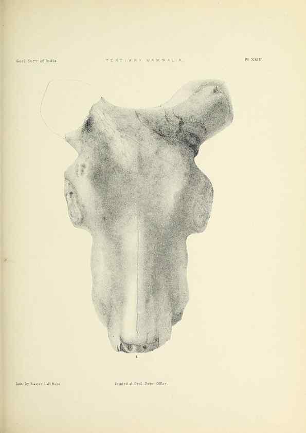 Reproducción/Reproduction 49498696807: Indian Tertiary and post Tertiary Vertebrata.. Calcutta :Geological Survey Office [etc., etc.],1874-1902.. 