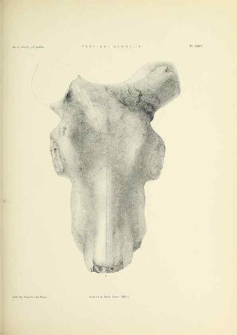 Reproducción/Reproduction 49498696807: Indian Tertiary and post Tertiary Vertebrata.. Calcutta :Geological Survey Office [etc., etc.],1874-1902.. 