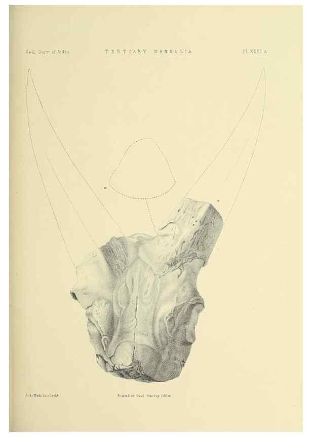 Reproducción/Reproduction 49498469831: Indian Tertiary and post Tertiary Vertebrata.. Calcutta :Geological Survey Office [etc., etc.],1874-1902.. 