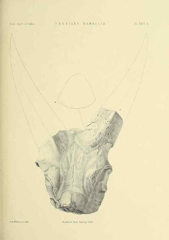 Reproducción/Reproduction 49498469831: Indian Tertiary and post Tertiary Vertebrata.. Calcutta :Geological Survey Office [etc., etc.],1874-1902.. 