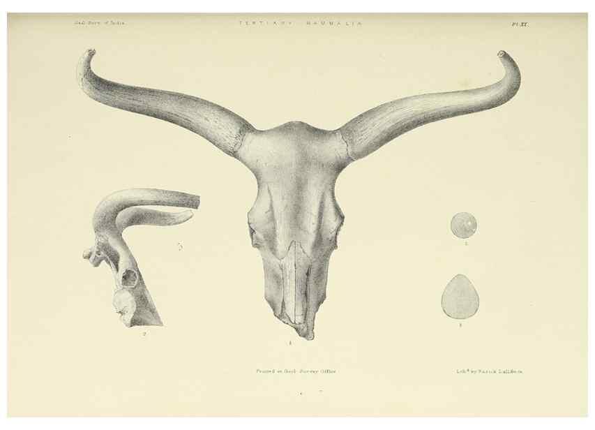 Reproducción/Reproduction 49497967323: Indian Tertiary and post Tertiary Vertebrata.. Calcutta :Geological Survey Office [etc., etc.],1874-1902.. 