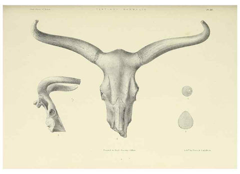 Reproducción/Reproduction 49497967323: Indian Tertiary and post Tertiary Vertebrata.. Calcutta :Geological Survey Office [etc., etc.],1874-1902.. 