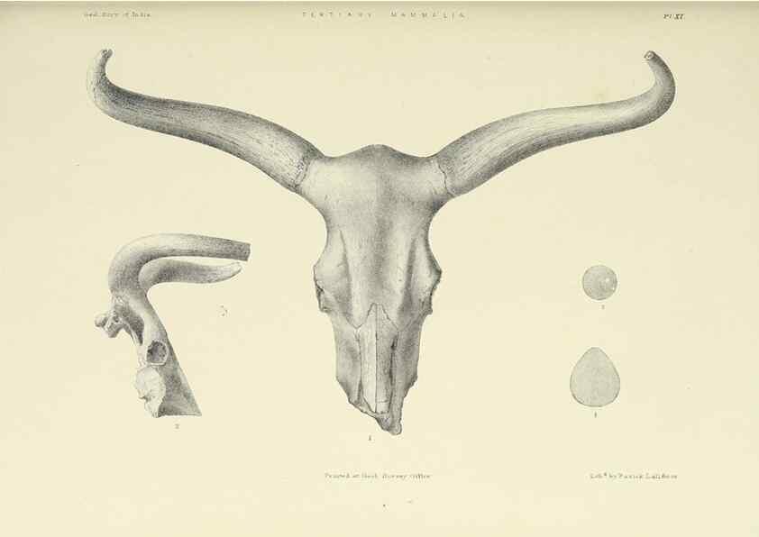 Reproducción/Reproduction 49497967323: Indian Tertiary and post Tertiary Vertebrata.. Calcutta :Geological Survey Office [etc., etc.],1874-1902.. 