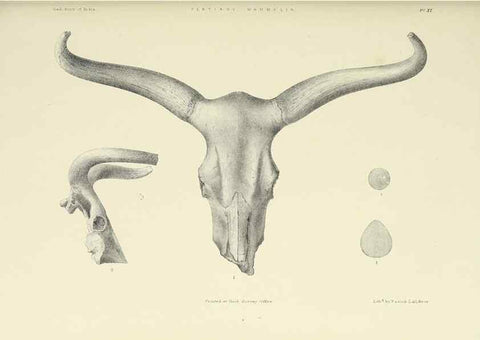 Reproducción/Reproduction 49497967323: Indian Tertiary and post Tertiary Vertebrata.. Calcutta :Geological Survey Office [etc., etc.],1874-1902.. 