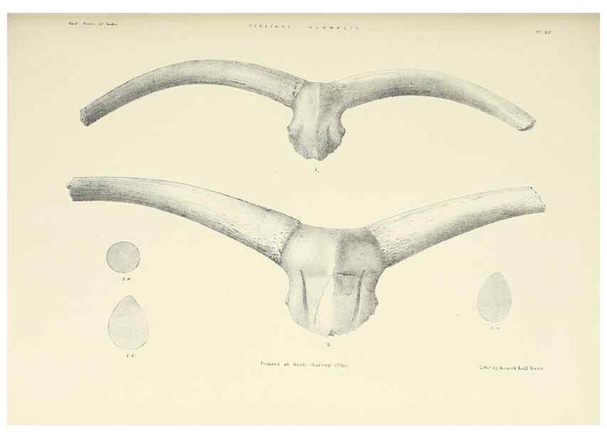 Reproducción/Reproduction 49498690102: Indian Tertiary and post Tertiary Vertebrata.. Calcutta :Geological Survey Office [etc., etc.],1874-1902.. 