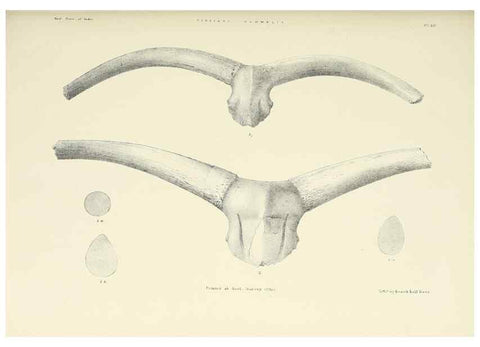 Reproducción/Reproduction 49498690102: Indian Tertiary and post Tertiary Vertebrata.. Calcutta :Geological Survey Office [etc., etc.],1874-1902.. 
