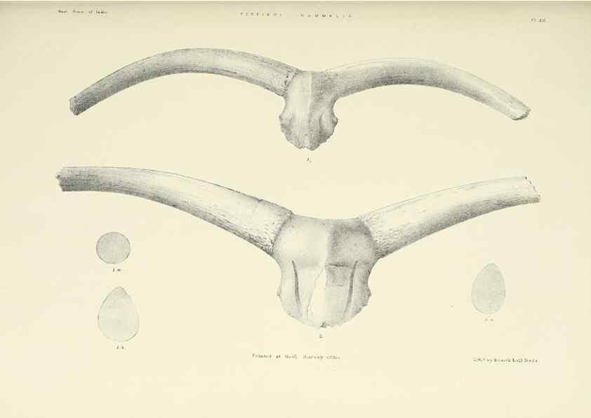 Reproducción/Reproduction 49498690102: Indian Tertiary and post Tertiary Vertebrata.. Calcutta :Geological Survey Office [etc., etc.],1874-1902.. 