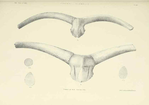 Reproducción/Reproduction 49498690102: Indian Tertiary and post Tertiary Vertebrata.. Calcutta :Geological Survey Office [etc., etc.],1874-1902.. 