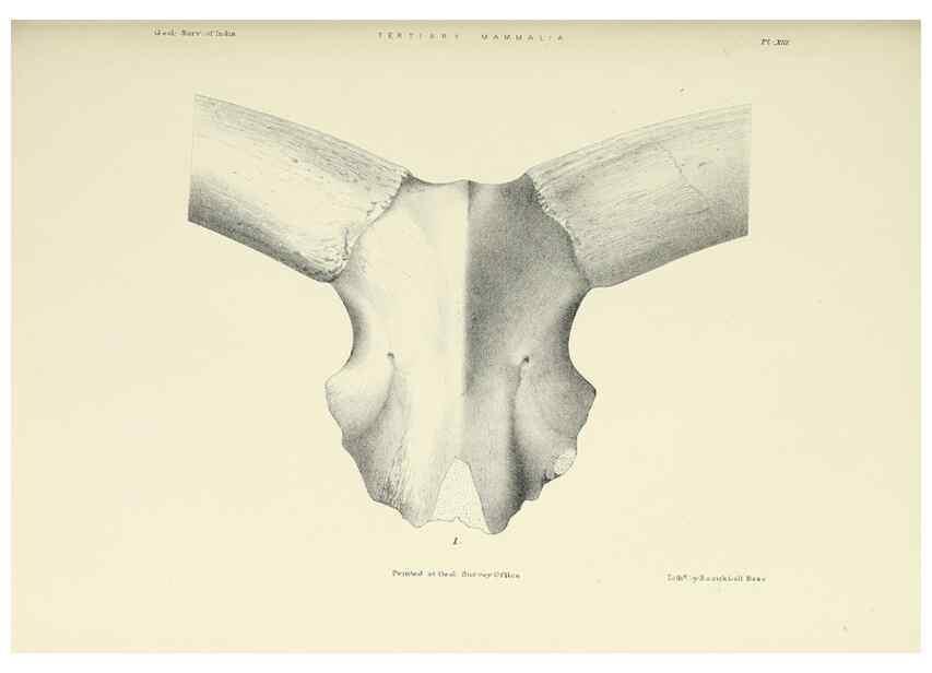 Reproducción/Reproduction 49498463966: Indian Tertiary and post Tertiary Vertebrata.. Calcutta :Geological Survey Office [etc., etc.],1874-1902.. 