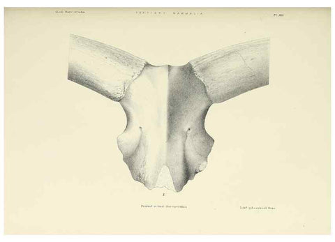 Reproducción/Reproduction 49498463966: Indian Tertiary and post Tertiary Vertebrata.. Calcutta :Geological Survey Office [etc., etc.],1874-1902.. 
