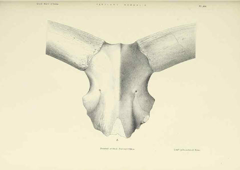 Reproducción/Reproduction 49498463966: Indian Tertiary and post Tertiary Vertebrata.. Calcutta :Geological Survey Office [etc., etc.],1874-1902.. 