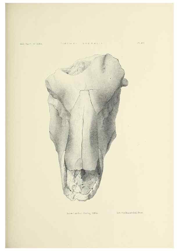 Reproducción/Reproduction 49498464281: Indian Tertiary and post Tertiary Vertebrata.. Calcutta :Geological Survey Office [etc., etc.],1874-1902.. 
