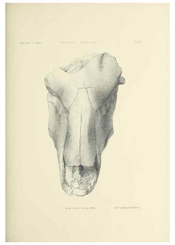 Reproducción/Reproduction 49498464281: Indian Tertiary and post Tertiary Vertebrata.. Calcutta :Geological Survey Office [etc., etc.],1874-1902.. 