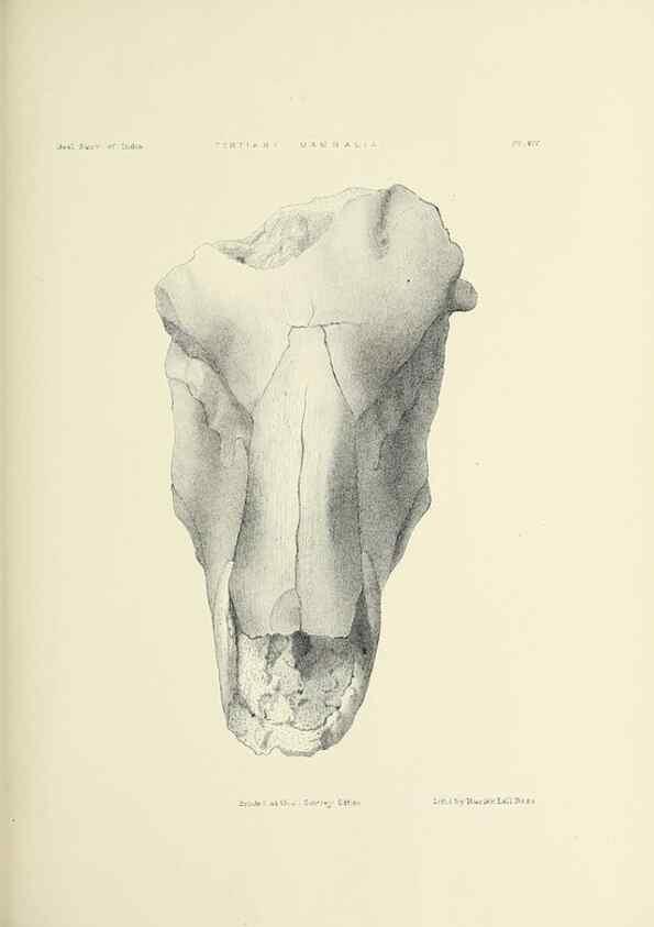 Reproducción/Reproduction 49498464281: Indian Tertiary and post Tertiary Vertebrata.. Calcutta :Geological Survey Office [etc., etc.],1874-1902.. 