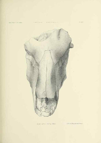 Reproducción/Reproduction 49498464281: Indian Tertiary and post Tertiary Vertebrata.. Calcutta :Geological Survey Office [etc., etc.],1874-1902.. 