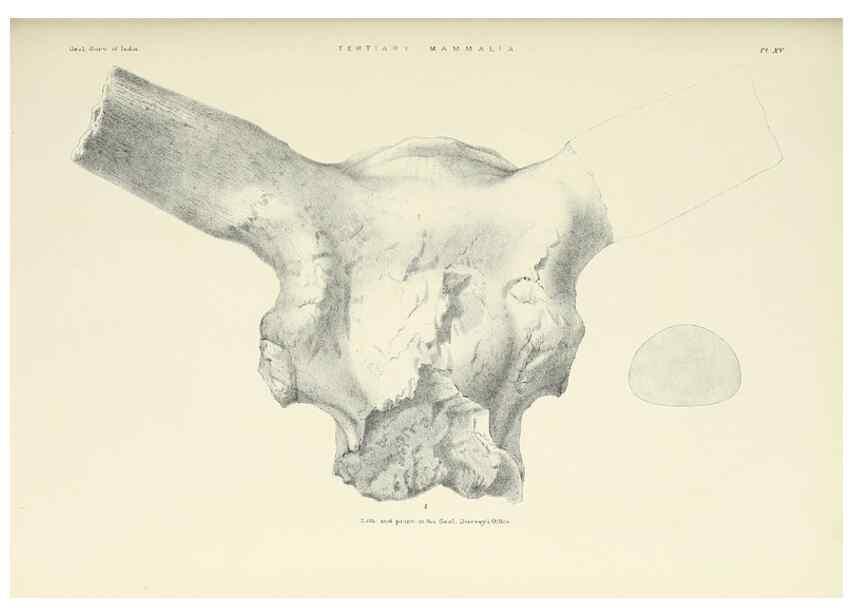 Reproducción/Reproduction 49497968753: Indian Tertiary and post Tertiary Vertebrata.. Calcutta :Geological Survey Office [etc., etc.],1874-1902.. 