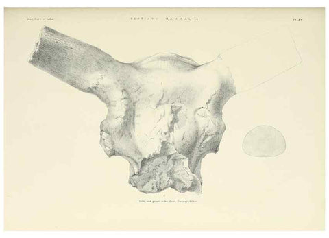 Reproducción/Reproduction 49497968753: Indian Tertiary and post Tertiary Vertebrata.. Calcutta :Geological Survey Office [etc., etc.],1874-1902.. 