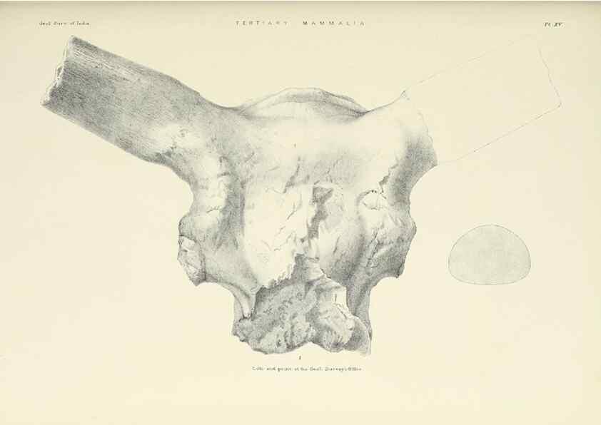 Reproducción/Reproduction 49497968753: Indian Tertiary and post Tertiary Vertebrata.. Calcutta :Geological Survey Office [etc., etc.],1874-1902.. 