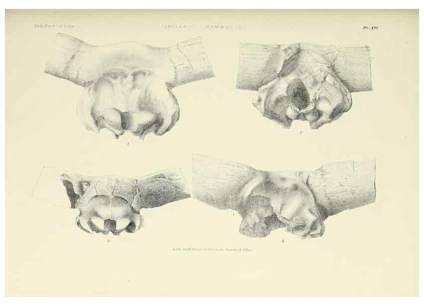 Reproducción/Reproduction 49497969163: Indian Tertiary and post Tertiary Vertebrata.. Calcutta :Geological Survey Office [etc., etc.],1874-1902.. 
