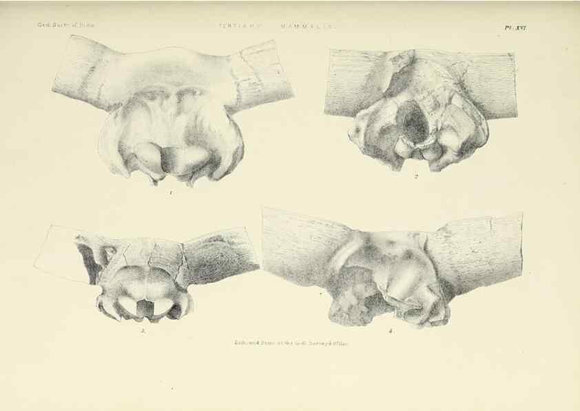 Reproducción/Reproduction 49497969163: Indian Tertiary and post Tertiary Vertebrata.. Calcutta :Geological Survey Office [etc., etc.],1874-1902.. 