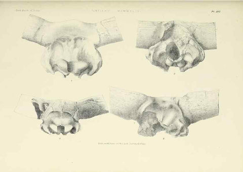 Reproducción/Reproduction 49497969163: Indian Tertiary and post Tertiary Vertebrata.. Calcutta :Geological Survey Office [etc., etc.],1874-1902.. 