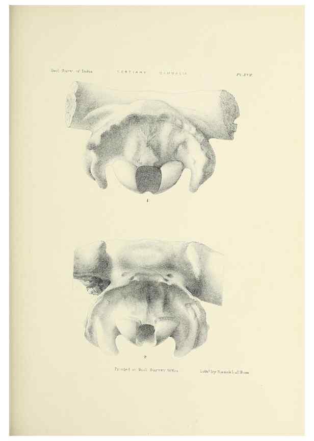 Reproducción/Reproduction 49497969543: Indian Tertiary and post Tertiary Vertebrata.. Calcutta :Geological Survey Office [etc., etc.],1874-1902.. 