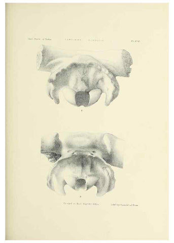 Reproducción/Reproduction 49497969543: Indian Tertiary and post Tertiary Vertebrata.. Calcutta :Geological Survey Office [etc., etc.],1874-1902.. 