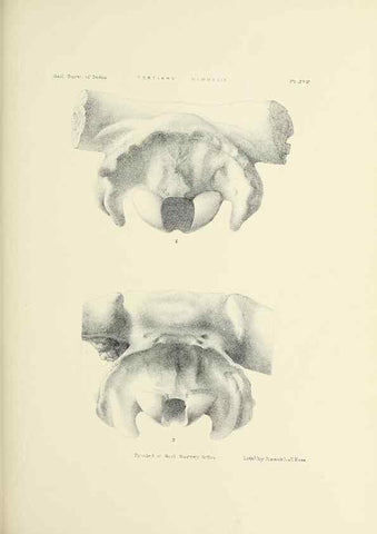 Reproducción/Reproduction 49497969543: Indian Tertiary and post Tertiary Vertebrata.. Calcutta :Geological Survey Office [etc., etc.],1874-1902.. 