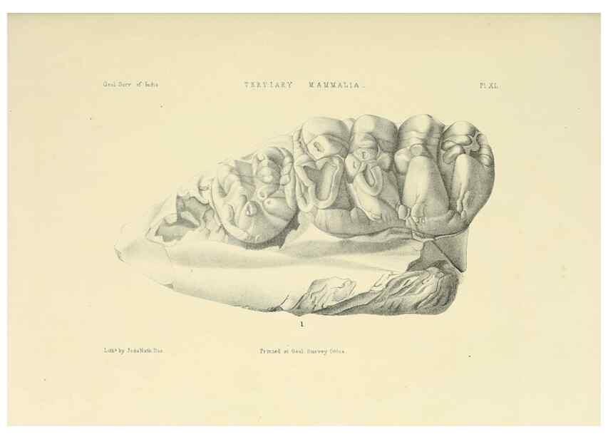 Reproducción/Reproduction 49498477396: Indian Tertiary and post Tertiary Vertebrata.. Calcutta :Geological Survey Office [etc., etc.],1874-1902.. 