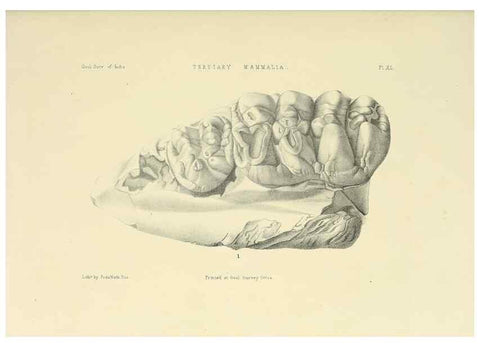 Reproducción/Reproduction 49498477396: Indian Tertiary and post Tertiary Vertebrata.. Calcutta :Geological Survey Office [etc., etc.],1874-1902.. 