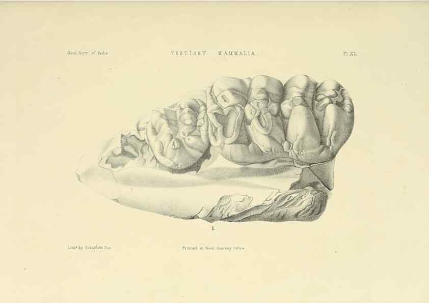 Reproducción/Reproduction 49498477396: Indian Tertiary and post Tertiary Vertebrata.. Calcutta :Geological Survey Office [etc., etc.],1874-1902.. 